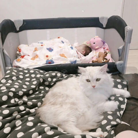Nina曹婕妤一家四口一起賴床的好夥伴- Paco床邊床